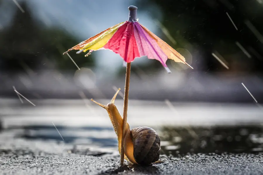 Cute and funny profile picture of a snail Googly under a colorful umbrella in the autumn rain 
