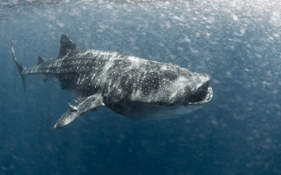 Download a photo of a whale shark or whale shark out of water with the best quality 