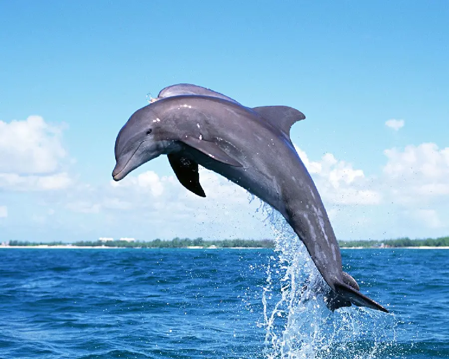 Free Stock Photo of Stunning Dolphin Jumping in the Oceans