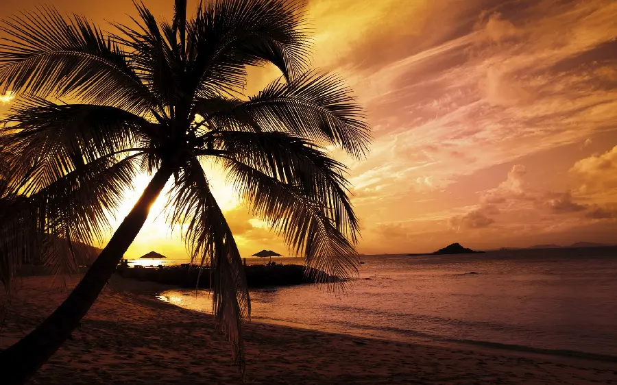 The most mysterious image of a palm tree on a sandy beach with a gloomy and sad sunset sky