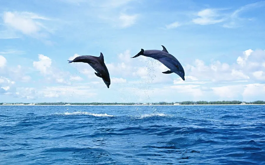 Download Image of Two Dolphins Jumping in the Blue Sky Background