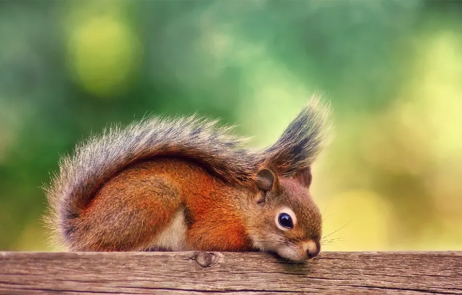 Download the Latest Wallpapers of Wild Red Squirrels