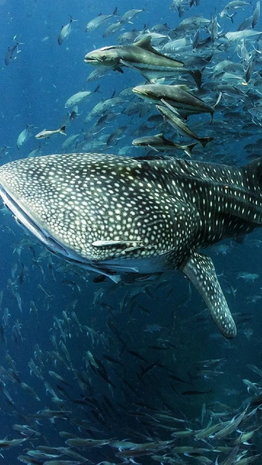 The highest quality photo of the whale shark or the whale shark for the project cover