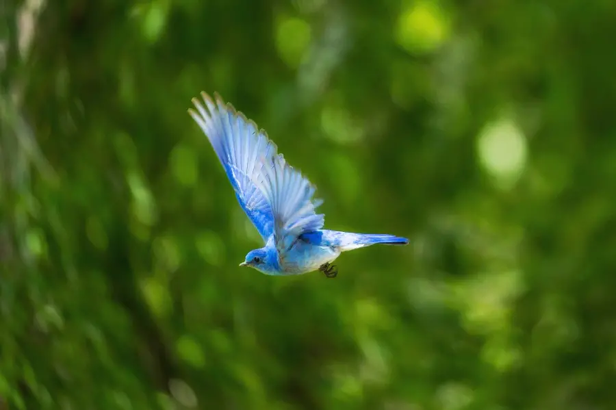 Download Bird Flight Wallpaper for Free and HD Quality