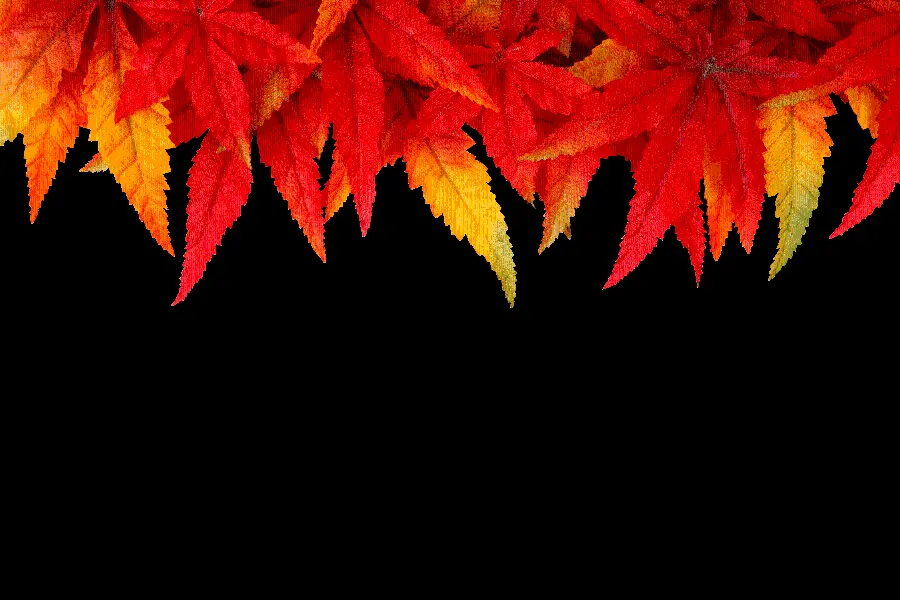 Autumn leaves frame png image with a black background