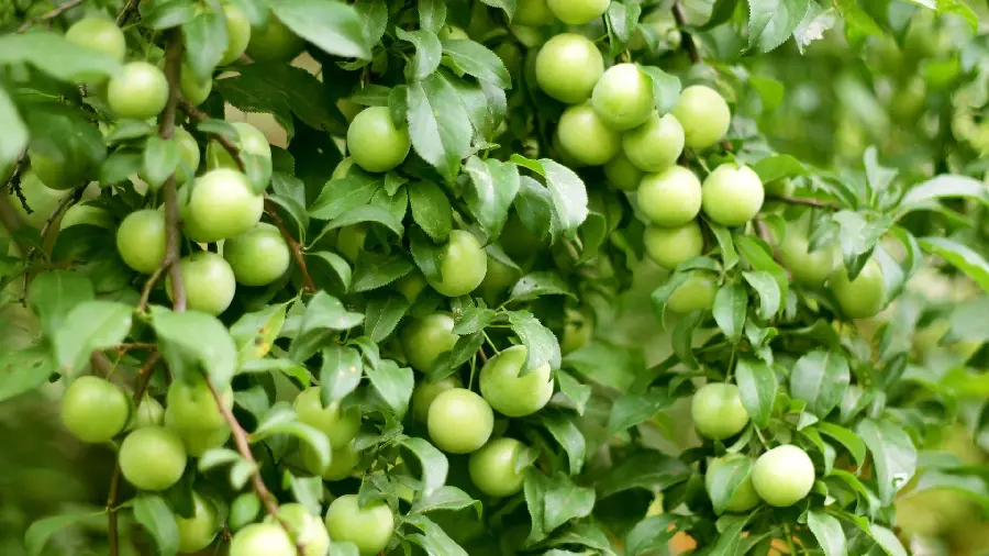 Unique photo of a green tomato tree, a fruit of the summer and spring season