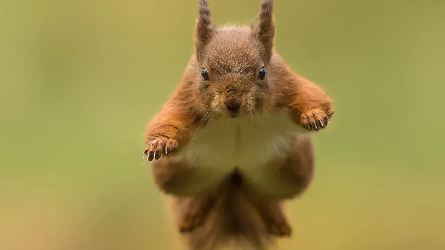 High-quality photo of the red squirrel in the background of the folo for use in cyberspace 