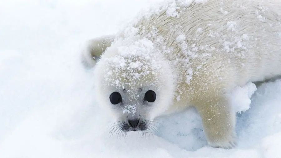 Cute baby snow seal background with direct link