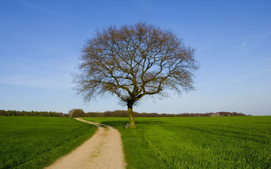 A spectacular photo of a narrow dirt road in the middle of a dreamy field