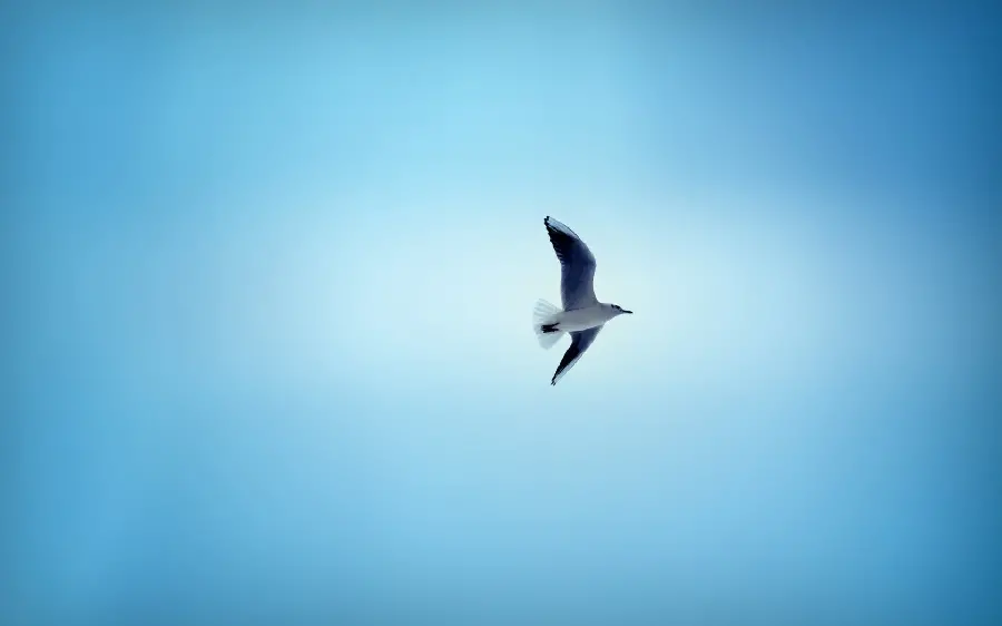 Special profile photo of a lone bird in the blue sky