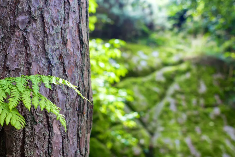 Very beautiful wallpaper of an old and ancient tree trunk in a lush forest