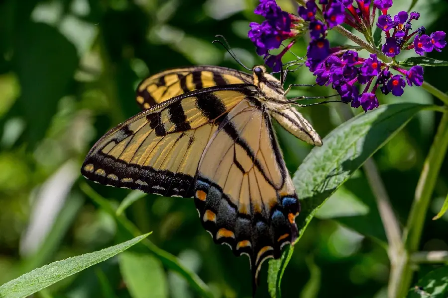 Attractive and beautiful profile photo of a colorful butterfly for girls