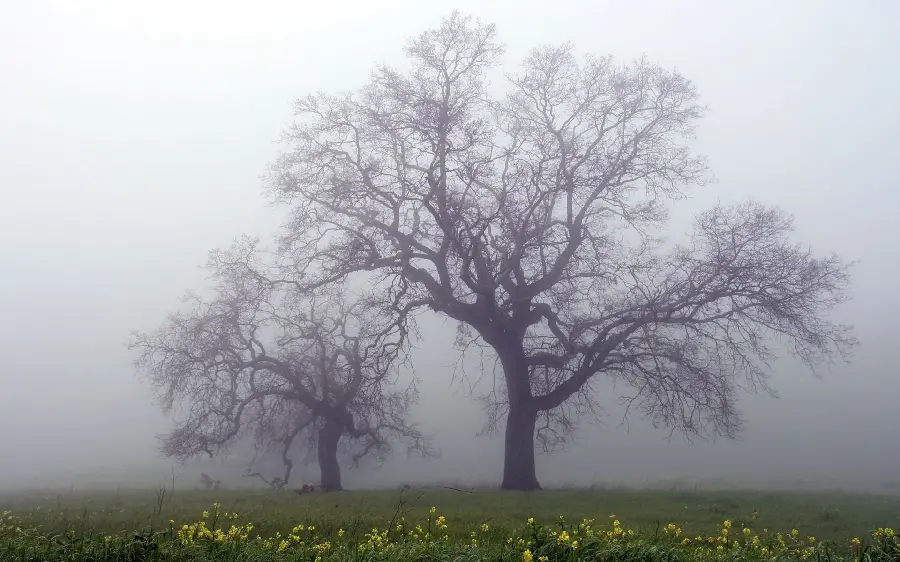 Very interesting photo of leafless trees surrounded by fog