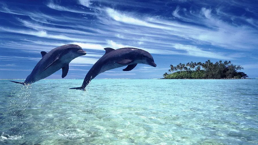 Super High Quality Photo of Dolphins Jumping