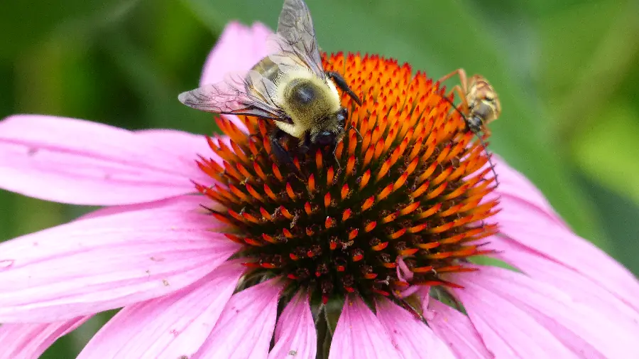High quality stock of bee on flower from close-up for printing