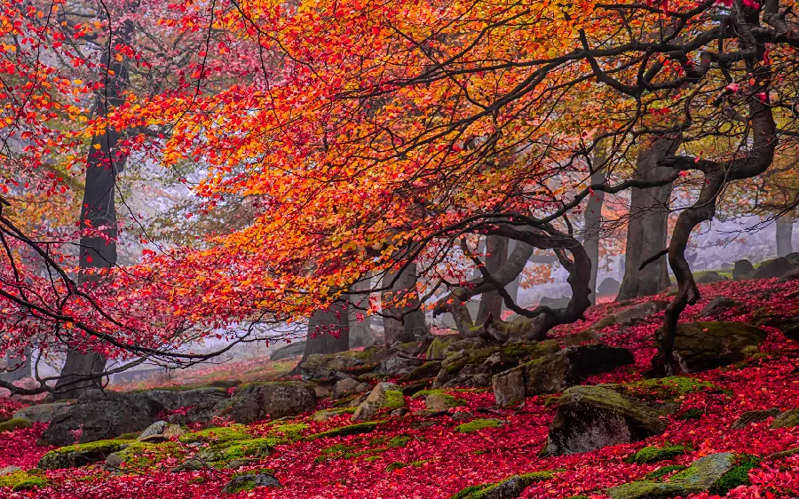 Dreamy tree landscape covered with red and orange autumn leaves theme 