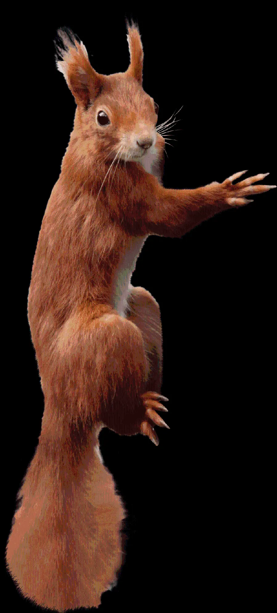 A widely used PNG image of a squirrel transparent and without a free background 