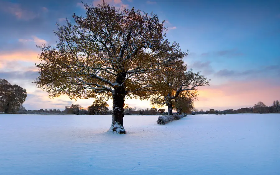 Simple and free stock image of a lonely tree with a snowy winter ground 