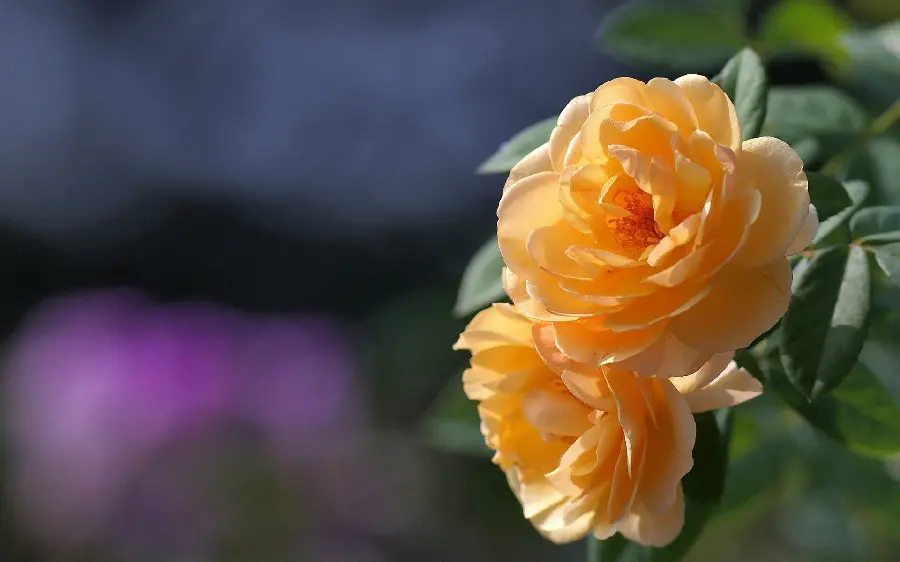Instagram and WhatsApp profile photo of a full-leaf orange rose in HD quality