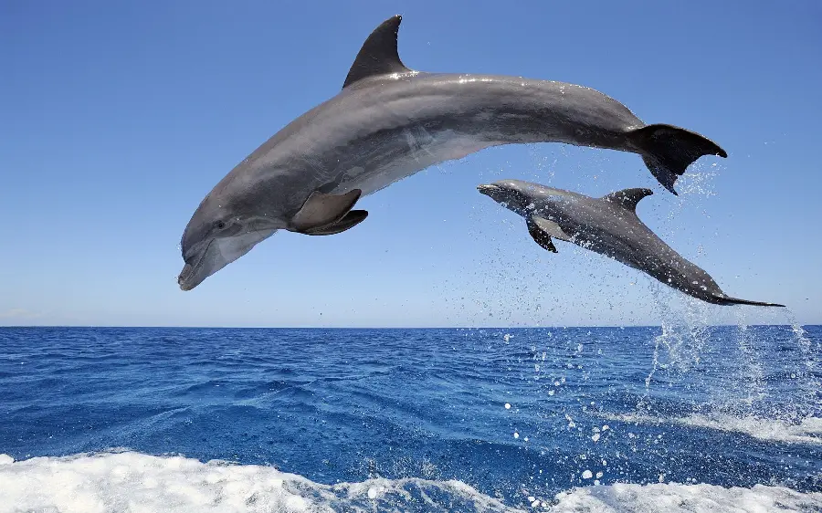 Download photo for computer of dolphins jumping