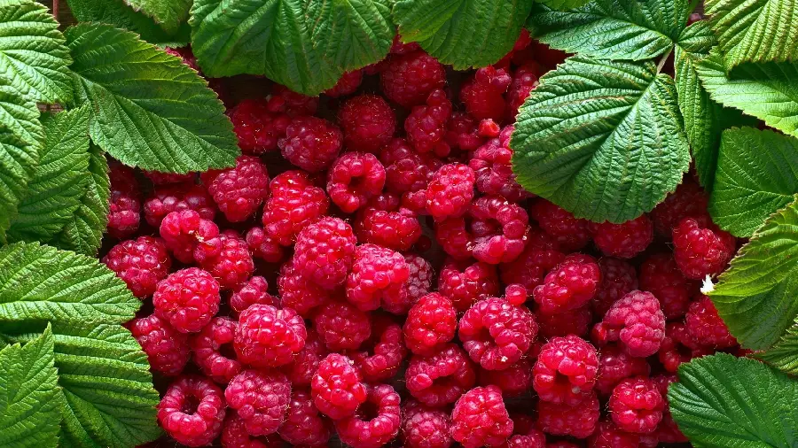 Delicious and red mulberry wallpaper in 4k quality for desktop and laptop 