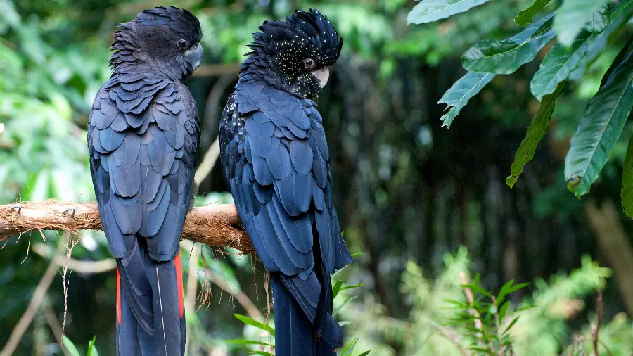 Stylish Image of Expensive and Beautiful Black Parrots