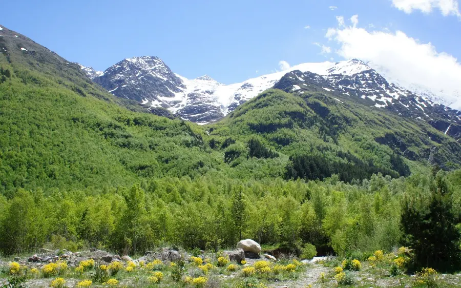 Lush mountain forest wallpaper for all types of mobile and tablet 
