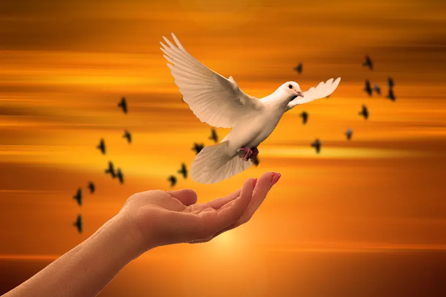 Peace Doves Flying Background for Making Stories and Posts