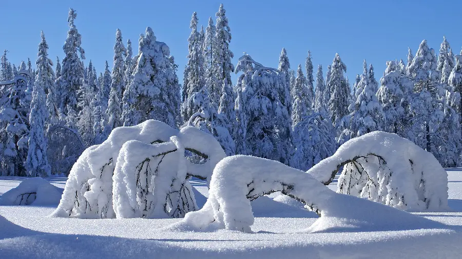 Winter and snowy nature with icy weather