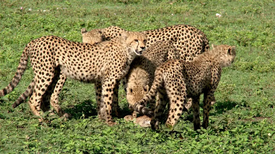 High quality stock of a family of wild cheetahs together