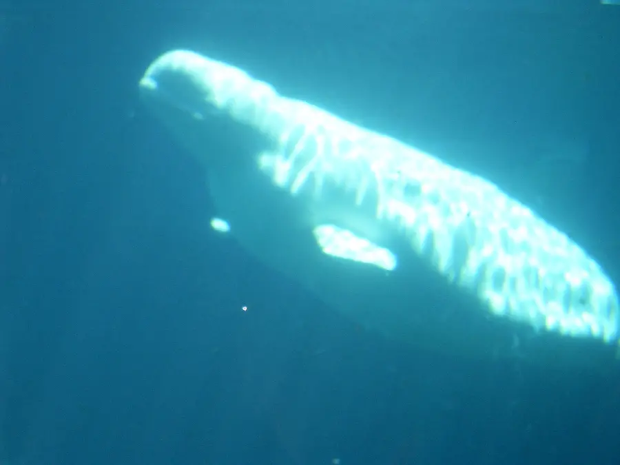 Background photo of a white beluga whale underwater in deep water