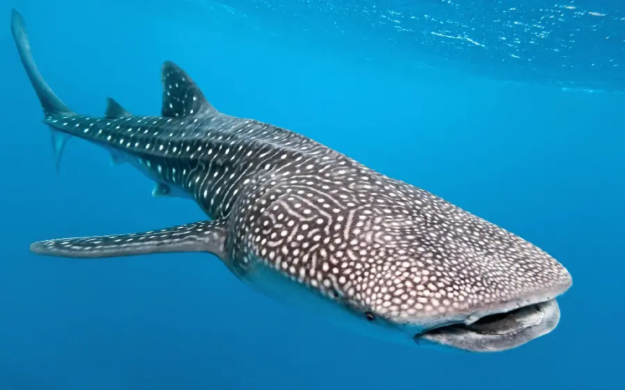 The scariest photo of a real whale shark underwater 