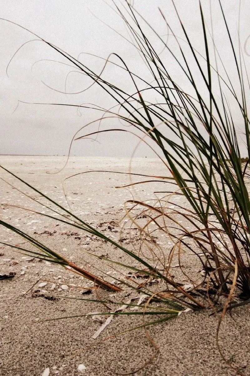 Background image for phone lock screen of beach grass