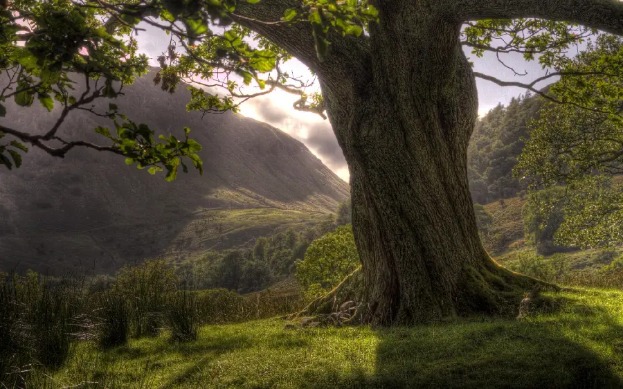 Amazing photo of a thick and old tree in the landscapeNatural 