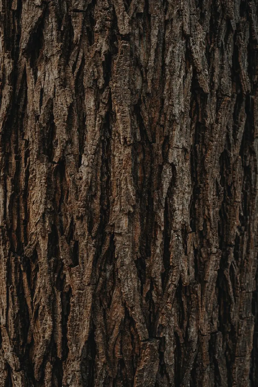 Thought-provoking image of burnt brown tree bark with dark effect 