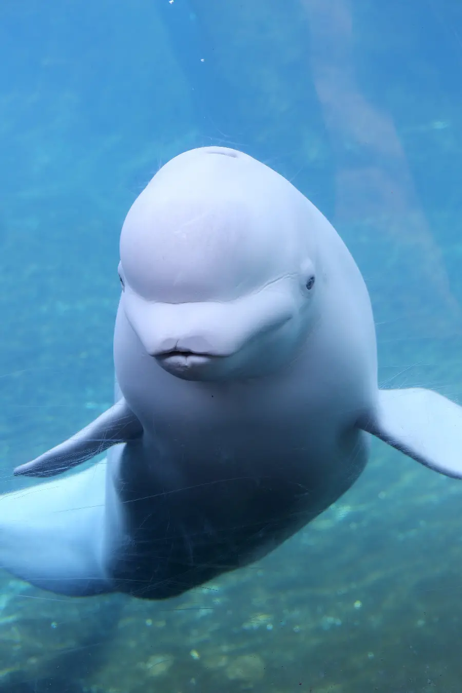 Beautiful 4k quality stock of the beluga whale, an intelligent marine mammal