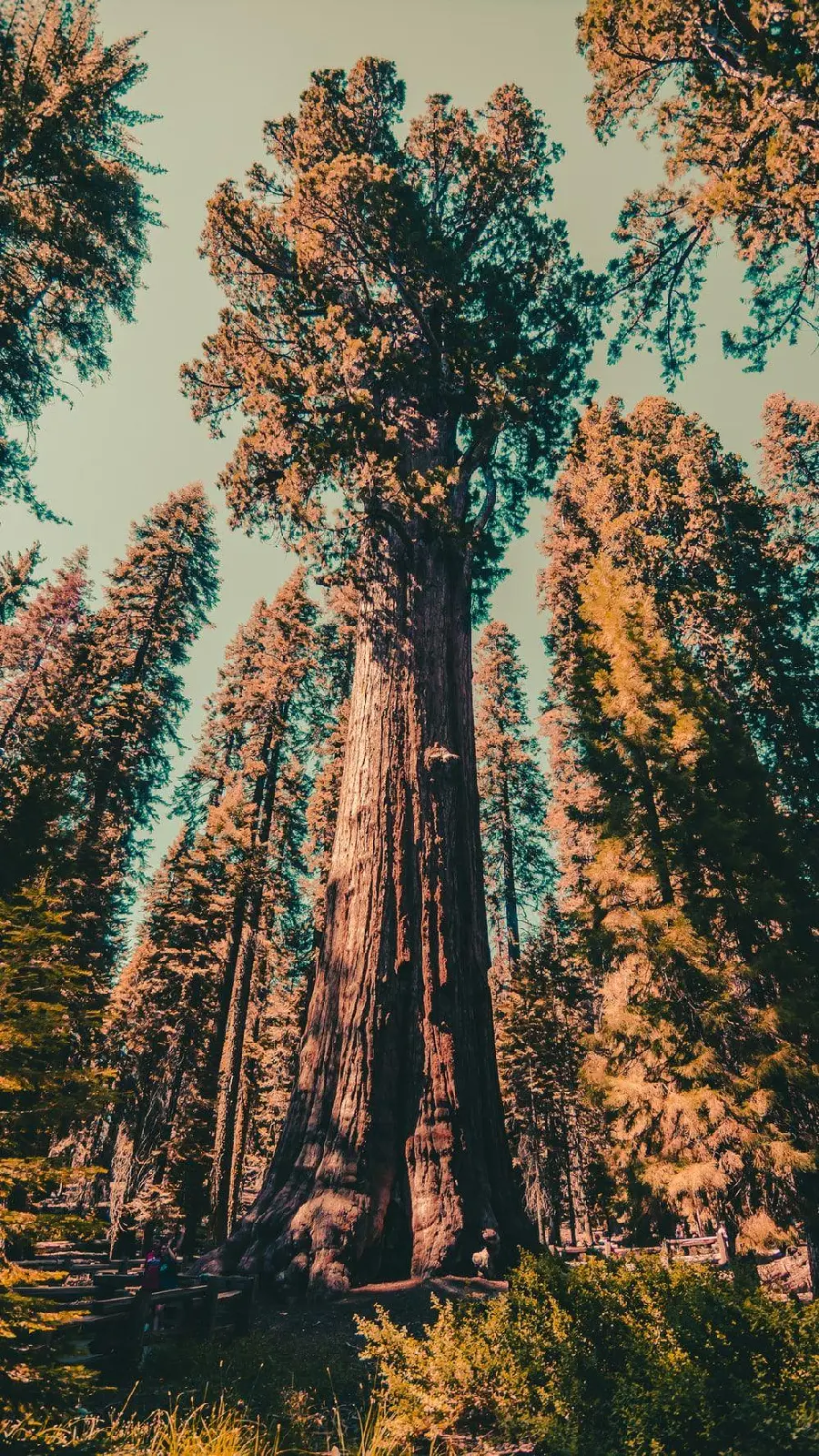 Background of large and tall tree trunks for phone backgrounds