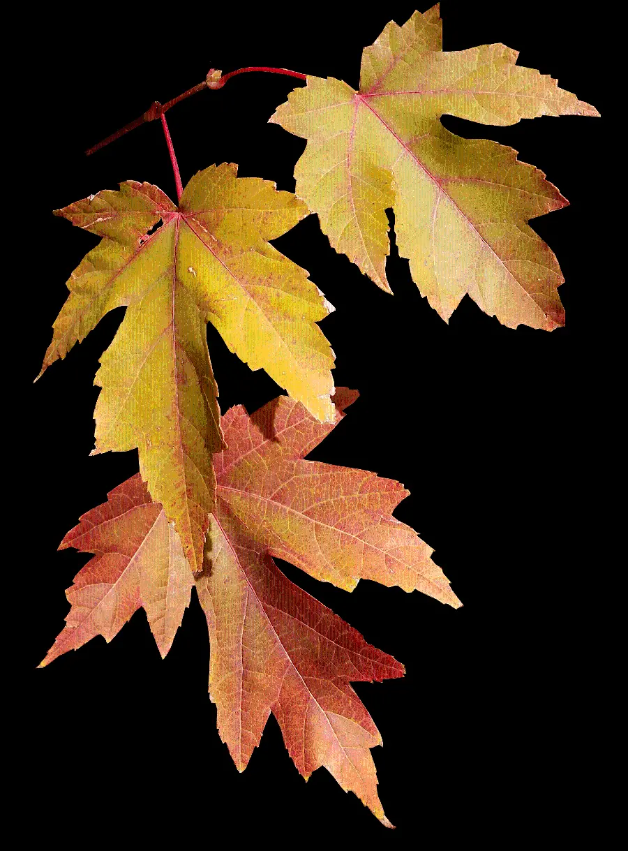 The most mysterious PNG image of the graphic design of autumn leaves