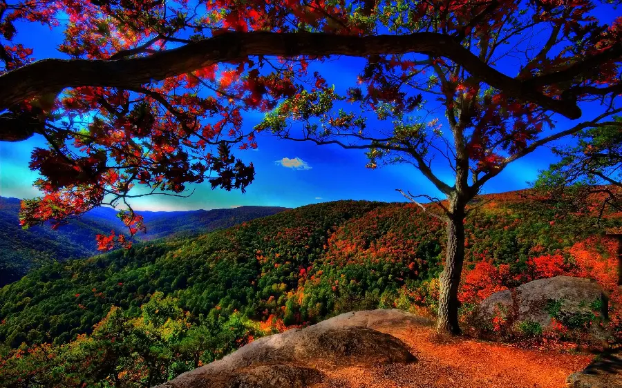 The most dreamy autumn landscape suitable for background and profile photos of special people 
