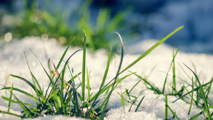 The most beautiful photo of a close-up of grass growing by the beach