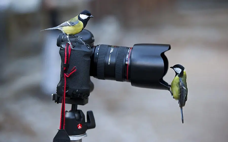 Canon Eos Camera Wallpaper with Viewfinder