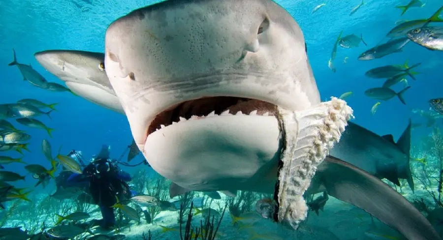 Download Angry and Hungry Whale Shark Photo in HD Quality 