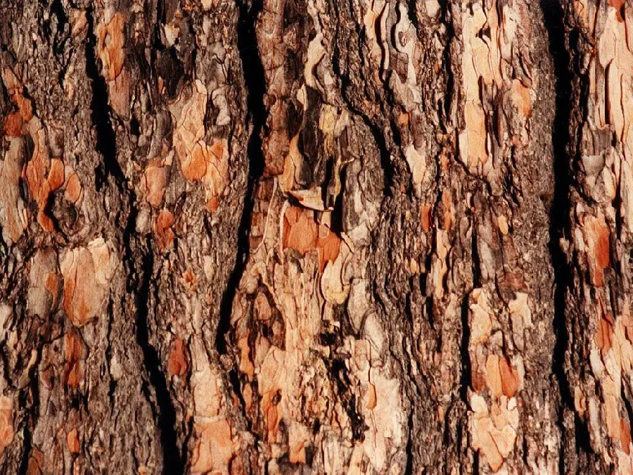 New and cool texture of thick tree trunk bark for wallpaper 