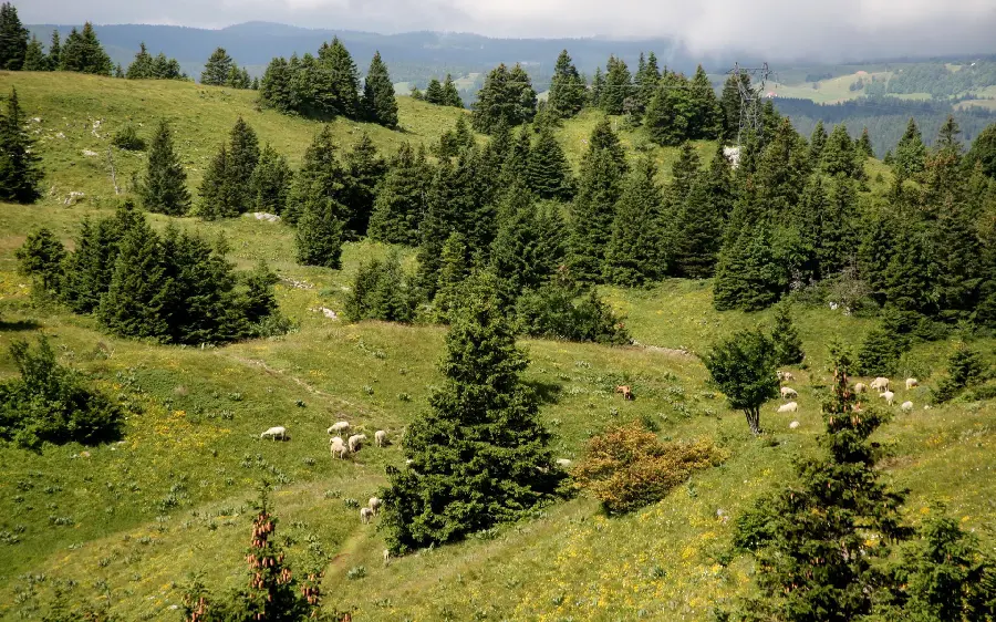Natural attraction wallpaper with vegetationPine trees are a symbol of Christmas