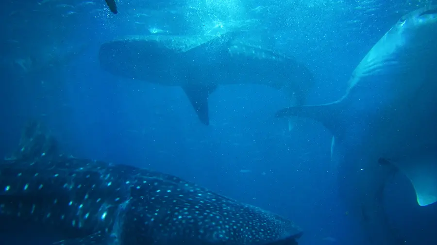 HD photo of whale sharks for wallpaper