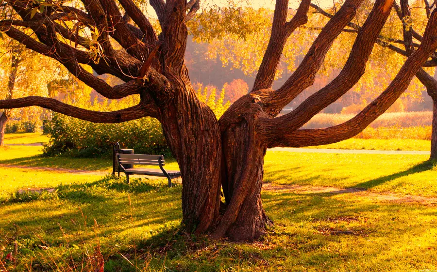 Download the beautiful and pleasant background photo of a tall old tree 