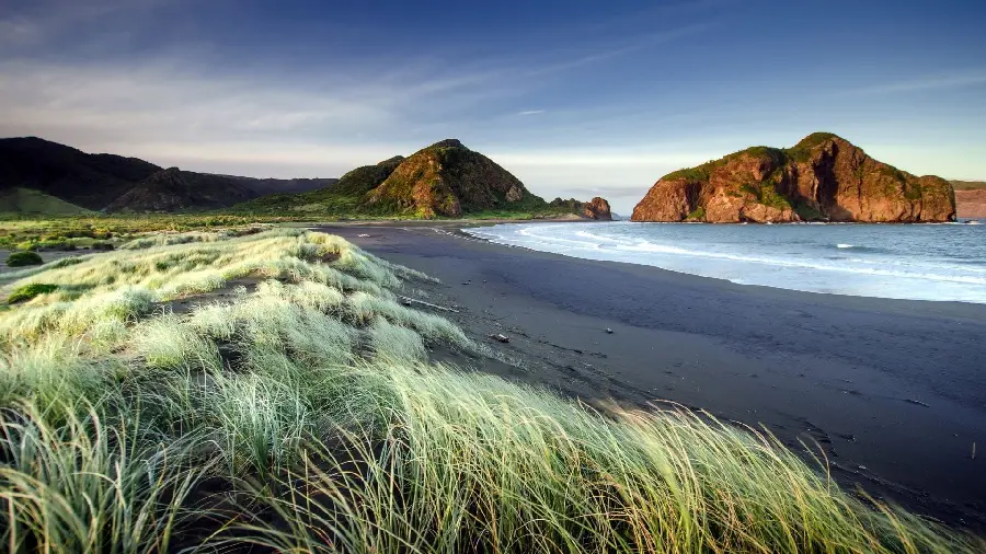 Superb quality photo of lush and refreshing beach grass