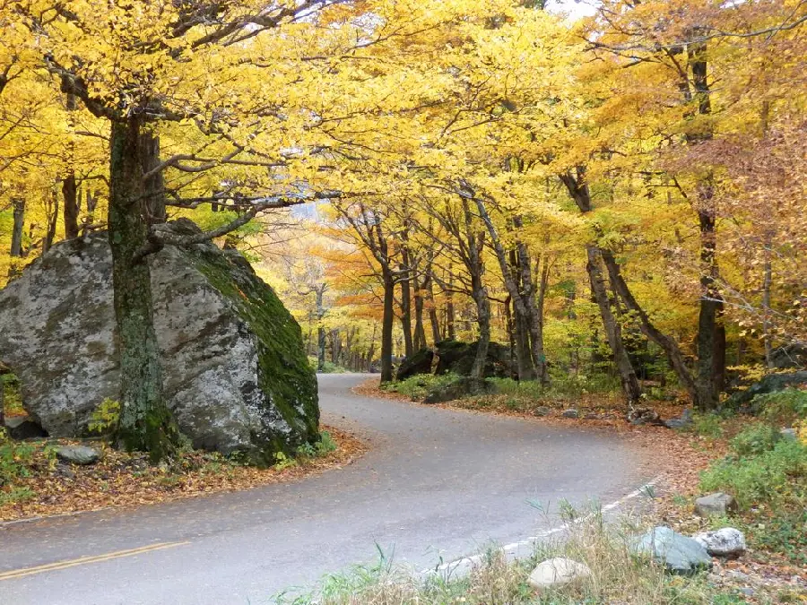 Attractive and spectacular wallpaper of nature and autumn trees with yellow leaves 