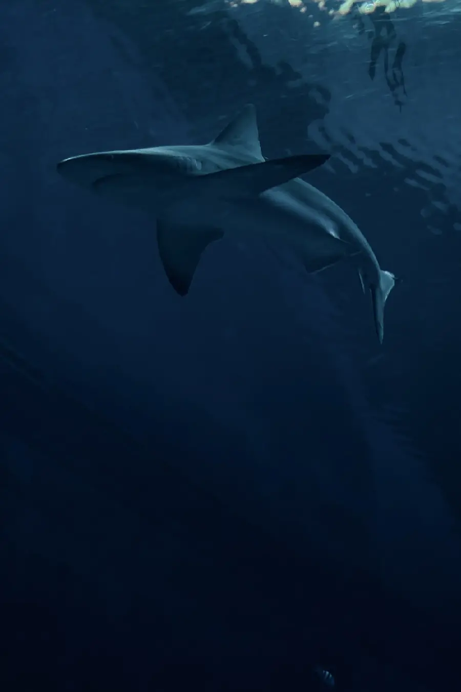 Whale shark photo, the largest marine animal
