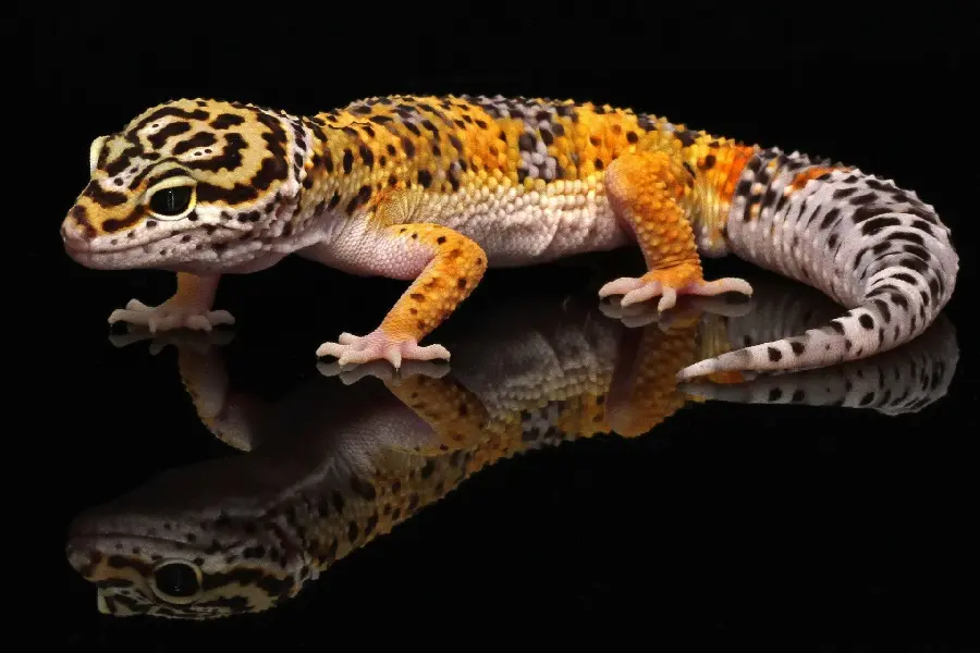 Beautiful and beautiful profile image of a leopard gecko for pet shops